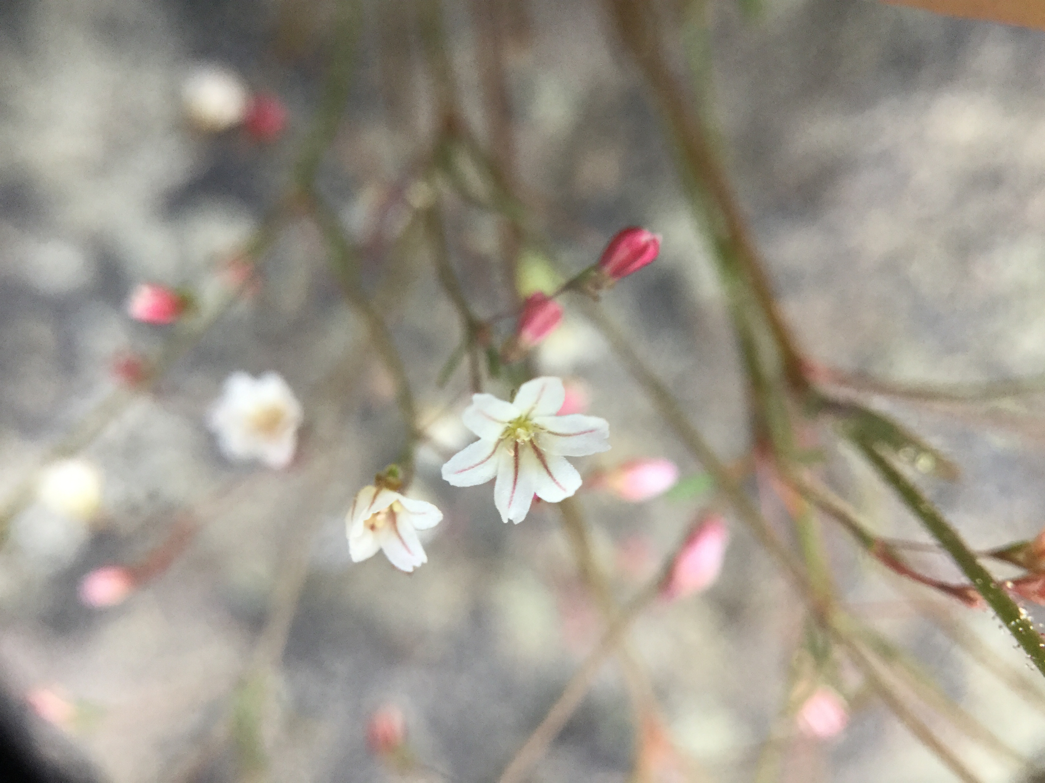 Eriogonum spergulinum