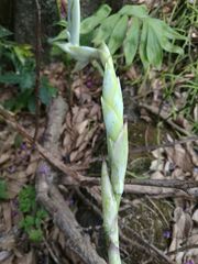 Tillandsia heterophylla