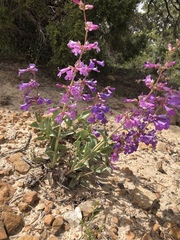Penstemon carnosus