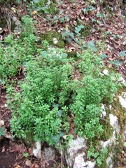 Sedum cepaea