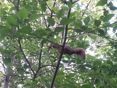 Sciurus niger rufiventer