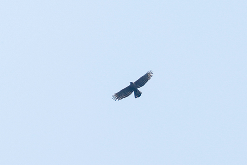Legge's Hawk-Eagle (Nisaetus kelaarti), photo 9