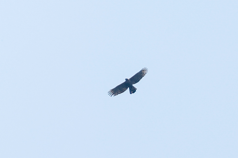 Legge's Hawk-Eagle (Nisaetus kelaarti), photo 6