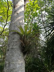Tillandsia belloensis