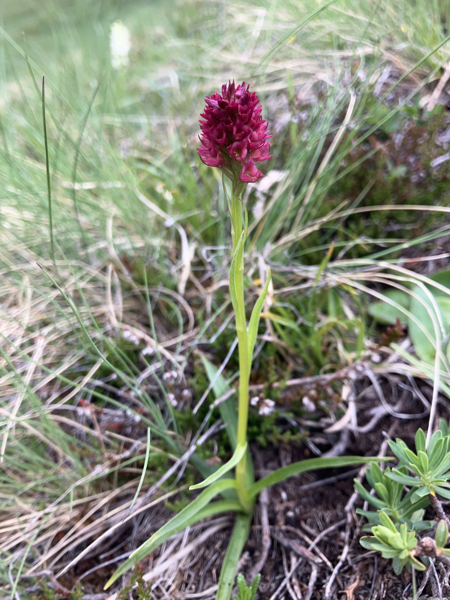 X Pseudadenia