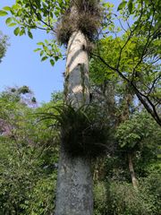 Tillandsia belloensis