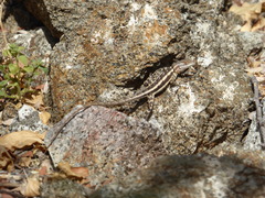 Sceloporus grandaevus