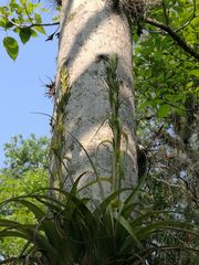 Tillandsia belloensis