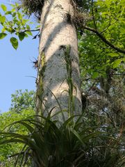 Tillandsia belloensis