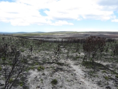 Tritoniopsis pulchra