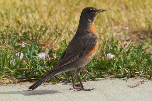 American Robin photographed in Wyoming