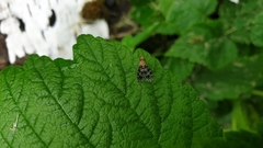 Trypetoptera punctulata