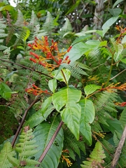 Palicourea crocea