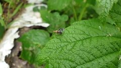 Trypetoptera punctulata