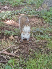 Sciurus carolinensis