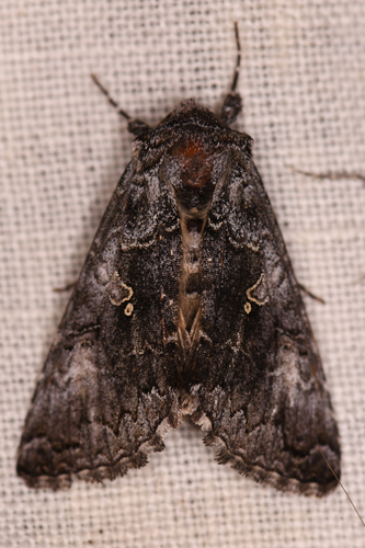 Syngrapha celsa photo 3