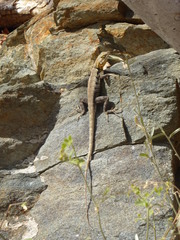 Sceloporus grandaevus