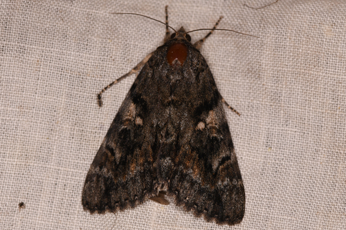Aholibah Underwing Moth photo 4