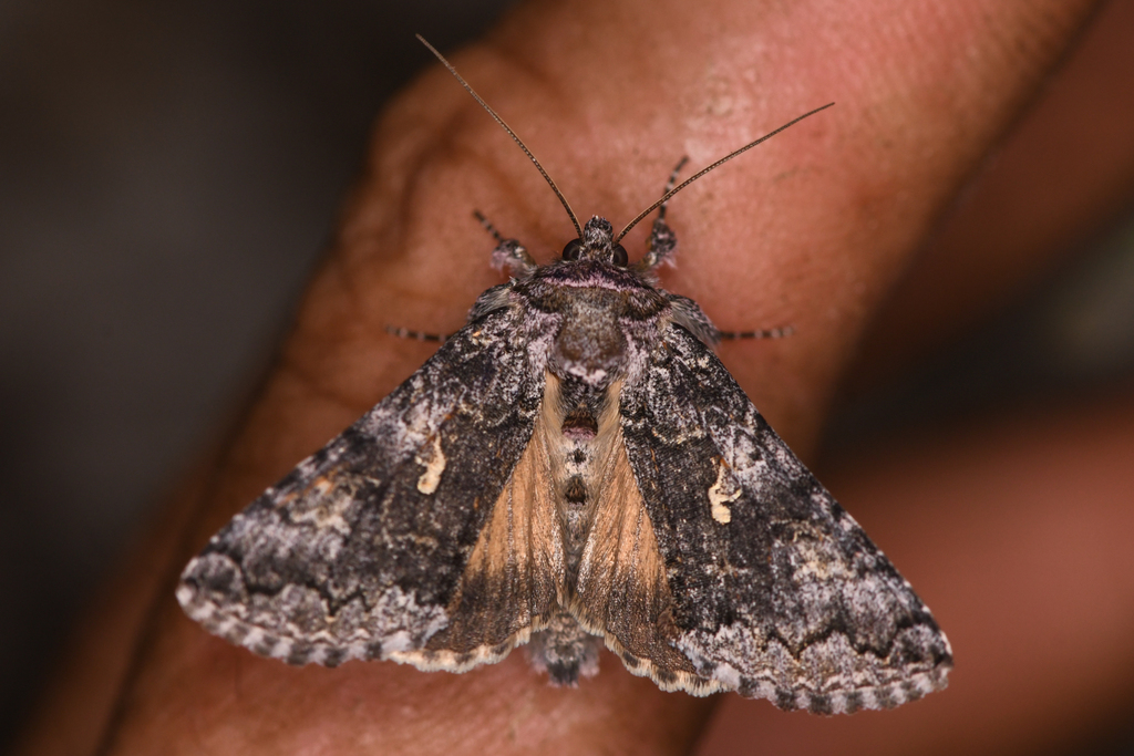 Syngrapha celsa