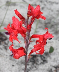 Tritoniopsis pulchra