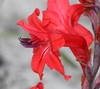 Scarlet Reedpipe - Photo (c) Marion Maclean, some rights reserved (CC BY-NC), uploaded by Marion Maclean