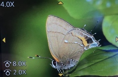 Electrostrymon angelia