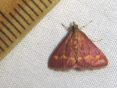 Pyrausta pseuderosnealis