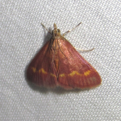 Pyrausta pseuderosnealis