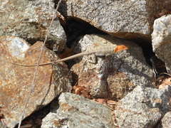 Sceloporus grandaevus