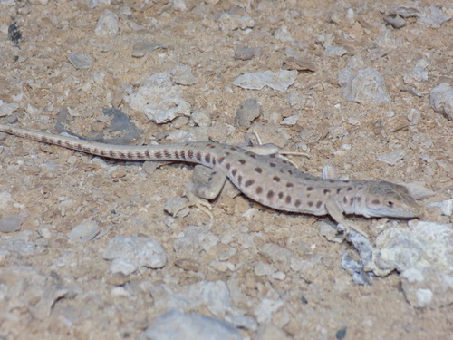 Red-spotted Lizard — seen at this dive site