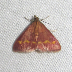Pyrausta pseuderosnealis