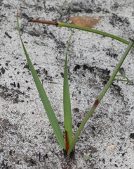 Tritoniopsis pulchra