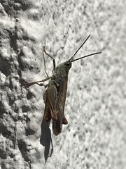 Chorthippus brunneus