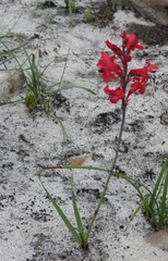 Tritoniopsis pulchra