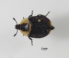 Necrophila americana