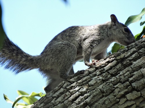 Yucatán Squirrel, Dzemul, MX-YU, MX, photo 10 of 10