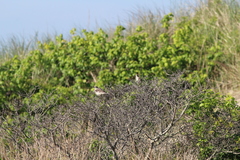 Mimus polyglottos polyglottos