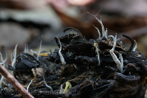 Xylaria magnoliae