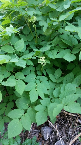 Aralia bicrenata (Aralia bicrenata)