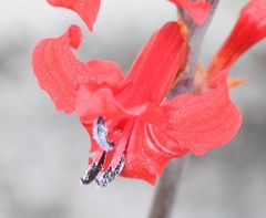 Tritoniopsis pulchra