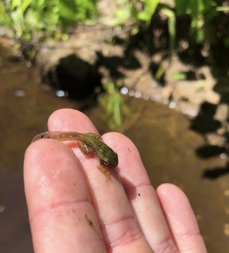 Gray Treefrog photographed in New York