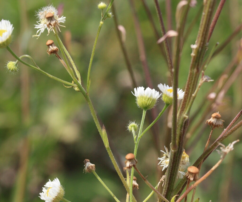 erigeron-strigosus-septentrionalis-from