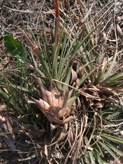 Tillandsia tricolor