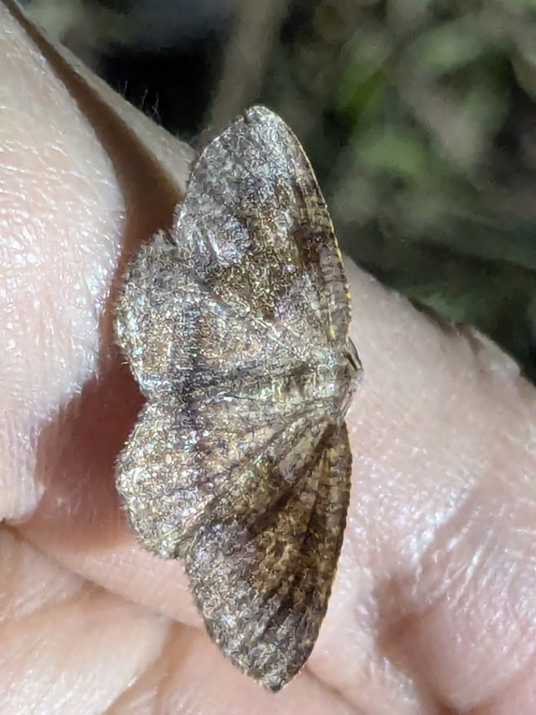 American Barred Umber