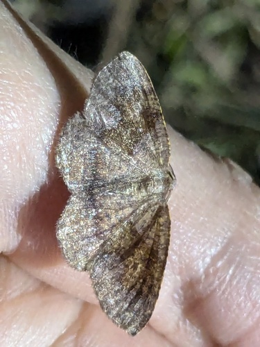 American Barred Umber