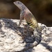 Greater Earless Lizard - Photo (c) Yinpeng Zhang, some rights reserved (CC BY-NC), uploaded by Yinpeng Zhang