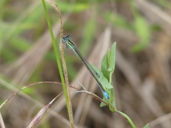 Ischnura intermedia