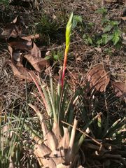 Tillandsia tricolor