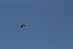 Leucophaeus atricilla megalopterus