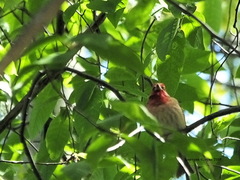 Carpodacus erythrinus